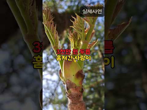 3천만원 시골 두릅 도둑의 충격적 정체 #shorts