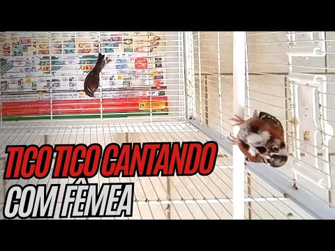 Tico tico cantando e fêmea cacarejando para esquentar seus pássaros !!