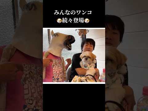 シーズーだらけの8時間生ライブ感謝！