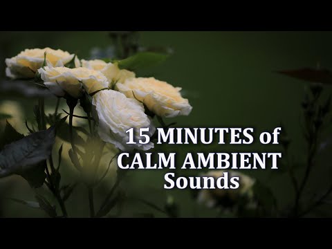 15 Minute Meditation - Stream and Birds with Calm Ambient Music - Power Nap - Focus