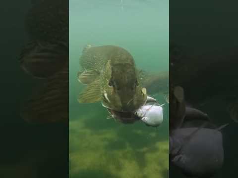 Double roach menu for the hungriest pike 🍔 #pike #fishing #underwaterworld