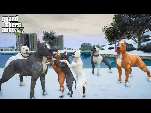 TERMİNATÖR HİÇ BİLMEDİĞİ YAVRULARIYLA TANIŞIYOR! - GTA 5 PİTBULL'UN HAYATI