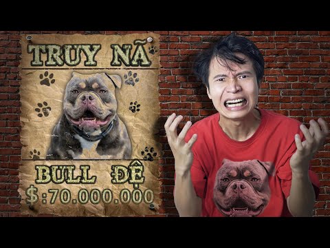 𝐓𝐨𝐧𝐲 | Bull Đệ Mất Tích 🐶 𝐆𝐨𝐨𝐝𝐛𝐲𝐞 𝐌𝐲 𝐃𝐨𝐠