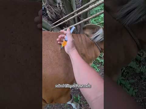 วิธีหลอกฉีดยาวัวแบบเนียน ๆ 🐂