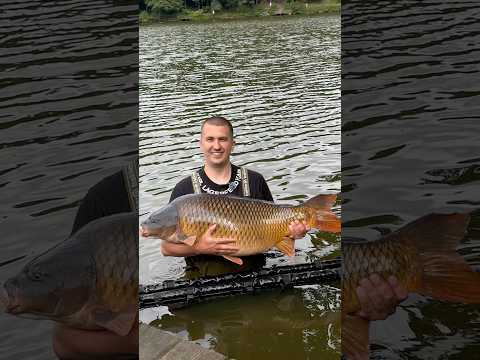 РЕКОРД ОЗЕРА!!! Короп велетень!!! #fishing #карп #ловлякарпа #carpfishing