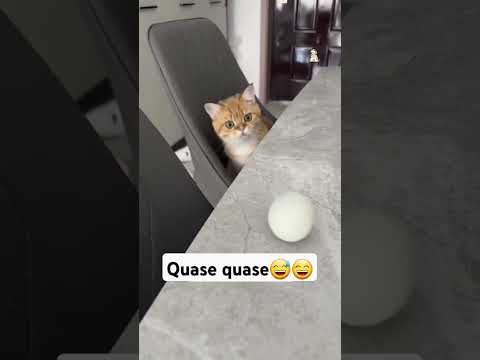 Cai cai๐
๐ฅ! #shorts #gatos #fofo #pets