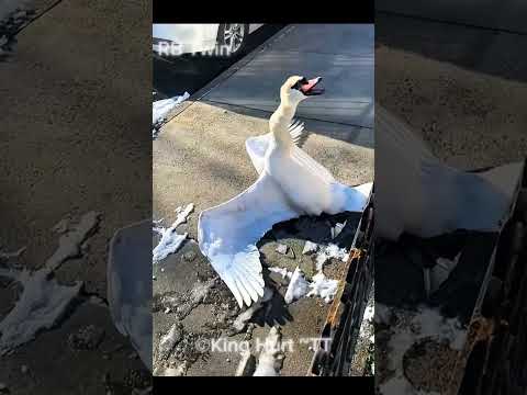 A Man Saved Swan Life ☺️