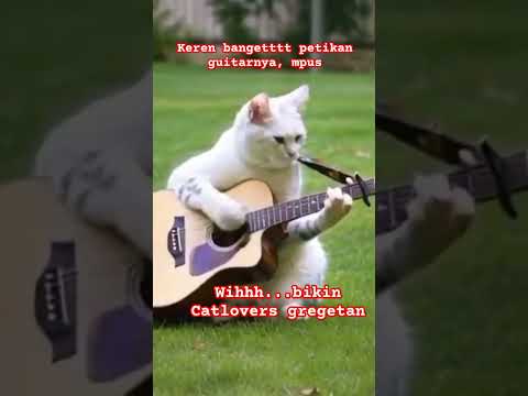 Kucing Putih keren banget petikan guitarnya, bikin Catlovers Gregetan #viralvideo #catlovers #cat