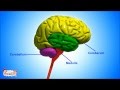 Exploring the Functions and Facts of the Nervous System