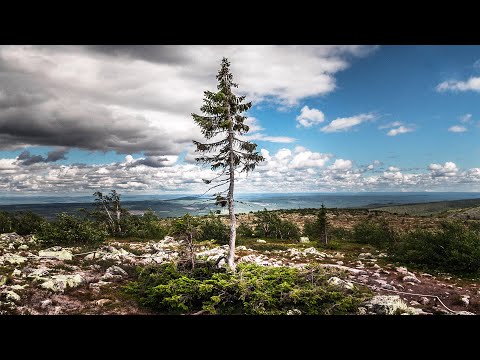 Om skogen - Kampen om Sveriges sista naturskogar