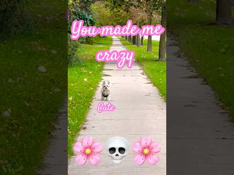 You made me crazy 💛💛💛  #cute #puppy #puppies #butch