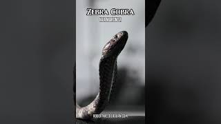 Zebra Cobra Defensive Display