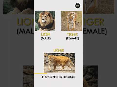 Tiger aur Lion se bhi bada animal 🤔🤔🤔 | Liger | Tigon | Part-1 | #shorts