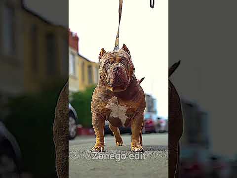 You Bark, I Build ☠️