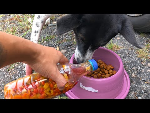 cachorro gosta de pimenta ?