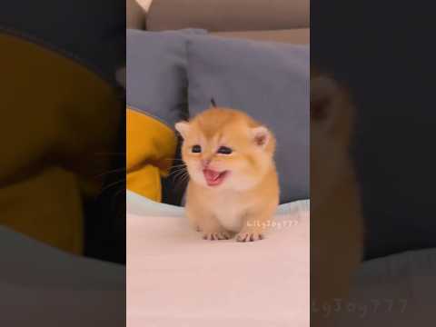 Tiny kitten meows 😻💖
