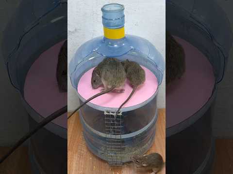 Best mouse trap/Extremely Effective Homemade Mouse Traps #rat