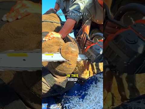Why Are These Guys Cutting off The Horns Of Rhinos #shorts #animals #animalfacts