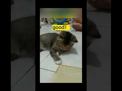 funnydogs#dogcat#cute#doglover#doglife#cure#funny#pets#petlifestyle