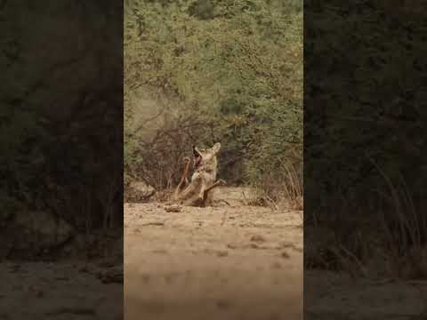 В погоне за тенями: охота начинается #youtubeshorts #hunting #viralvideo