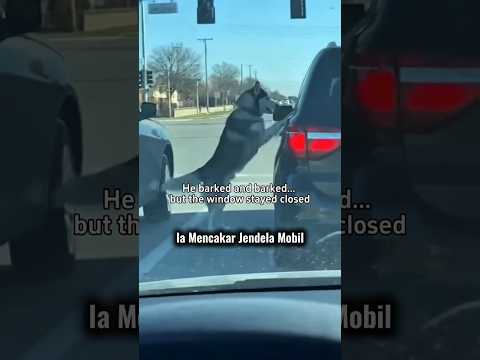 Anjing Husky Sangat Setia Tapi Dia di Buang pleh majikannya