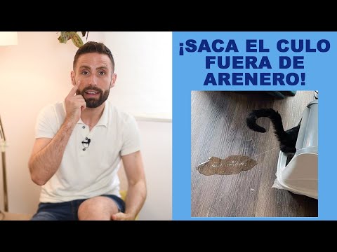 ¿Por qué mi gato hace pis sacando el culete fuera del arenero?