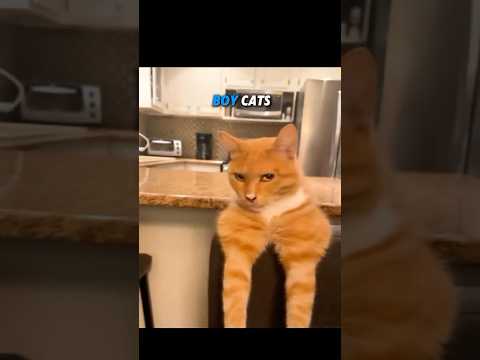 Cat girl vs cat boy💀