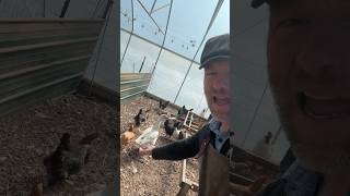 Growing eggs instead of buying them (winter edition)