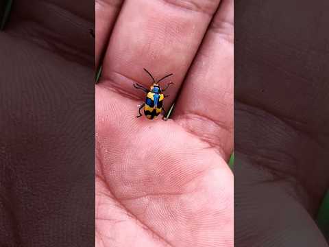 Asian beetles you've neverseen#anyuniqueanimals#beetle#insects#beautifulinsects#nature#wildlife.....