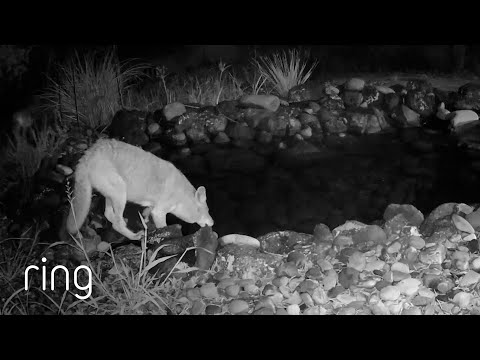 Coyotes, Deer, and a Bear all Flock to This Pond | RingTV