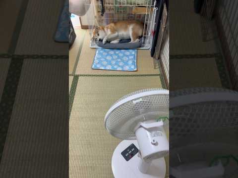 夏が来た　柴犬とサバトラ猫と扇風機　Shiba Inu, cat and electric fan, Japanese summer