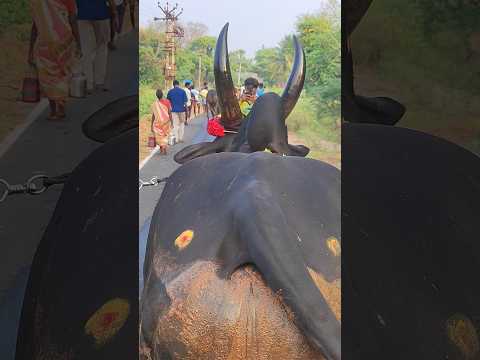 🙏💪தழிழனின் அடையாளம் #trendingshorts #yutubeshorts #subscribe #support #jallikattu 2025
