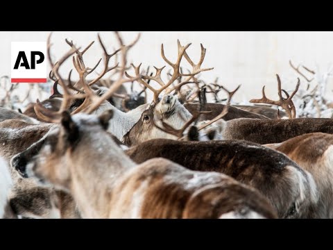 YouTube video thumbnail: This Town in Sweden Offers Moose and Reindeer Cheesesteaks