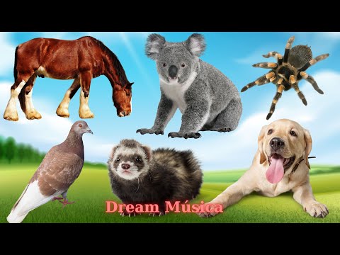 Animals and Their Delightful Sounds: Horse, Koala, Stoat, Dog, Spider - Animal Sounds