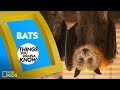 Bats: Nature's Nighttime Navigators
