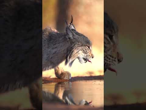 Bear, Dogs, Cats,elephant & Snail Together 🥰 | #animals #Animal #Shorts