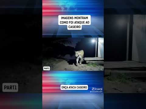 momento que a onça pintada tava tocando caseiro