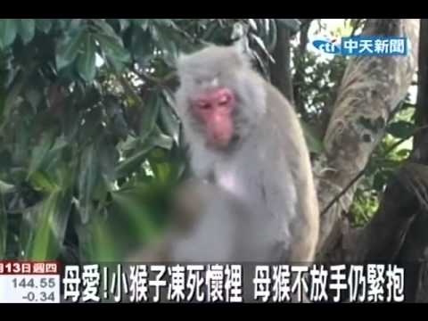 母愛！小猴子凍死懷裡 母猴不放手仍緊抱 - YouTube