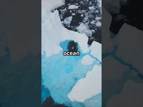 The Arctic: Ocean or Continent? &#127754;❄️ #arctic