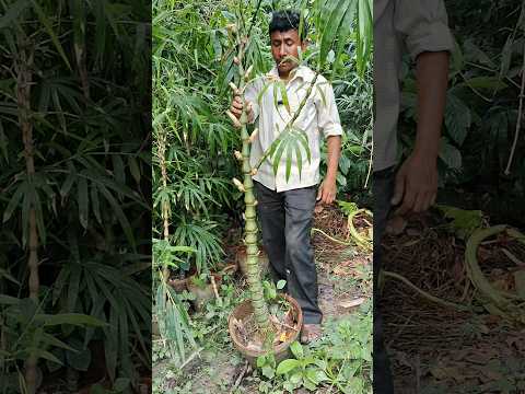 ঘটি বাঁশ গাছ গুলো মাত্র ২৪০ টাকা। #shorts #minivlog #gardening #trendingshorts #bambutree