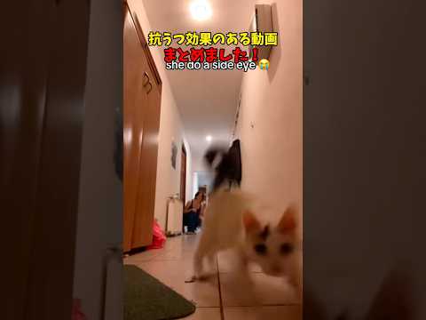 猫の動画サムネイル - 梅雨も吹き飛ぶ！猫動画集 #猫 #cat #cats #cute