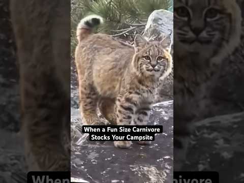 Our Campsite was Stocked a Year ago by this Friendly Face