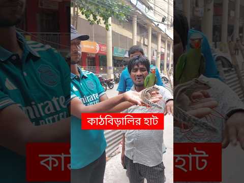 কাঠবিড়ালির হাট | Squirrel | কাঠবিড়ালি | Kathbirali | Animals | Pets #animals #shorts