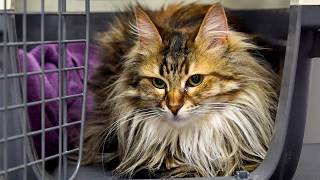 A Cat So Beautiful She Doesn't Look Real