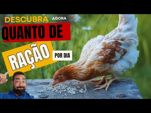 QUANTO DE RAÇÃO POR DIA DEVE DAR PARA AS GALINHAS CAIPIRAS