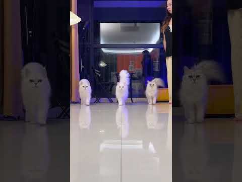 Magical cat transformations ready for the catwalk #cat  #catsoftiktok  #pets  #cute