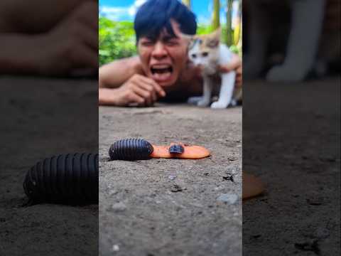 Move on, Don't cry anymore because the black pill millipede is back again #shorts #millipede