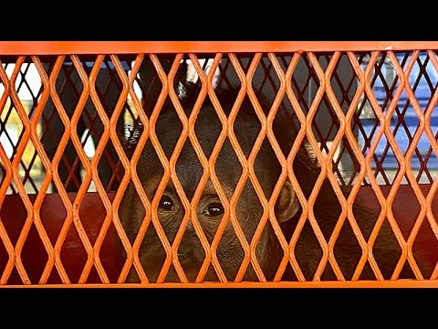 YouTube video thumbnail: AI and Drones Lead Global Fight for Wildlife in Samarkand Talks