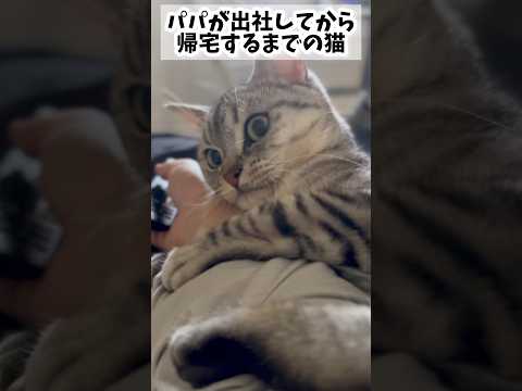 【猫動画】パパの出社を阻止出来ず、帰りを待ち続ける猫www#shorts