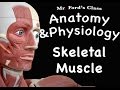 Exploring Skeletal Muscle Histology and Sarcomere Structure